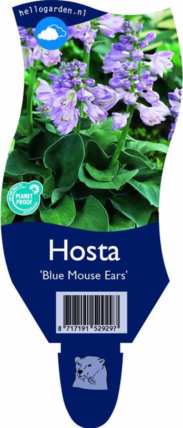 Hosta 'Blue Mouse Ears' - P11